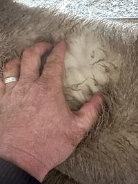 Feedlot Lamb 16.JPEG