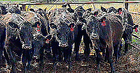 Cattle image